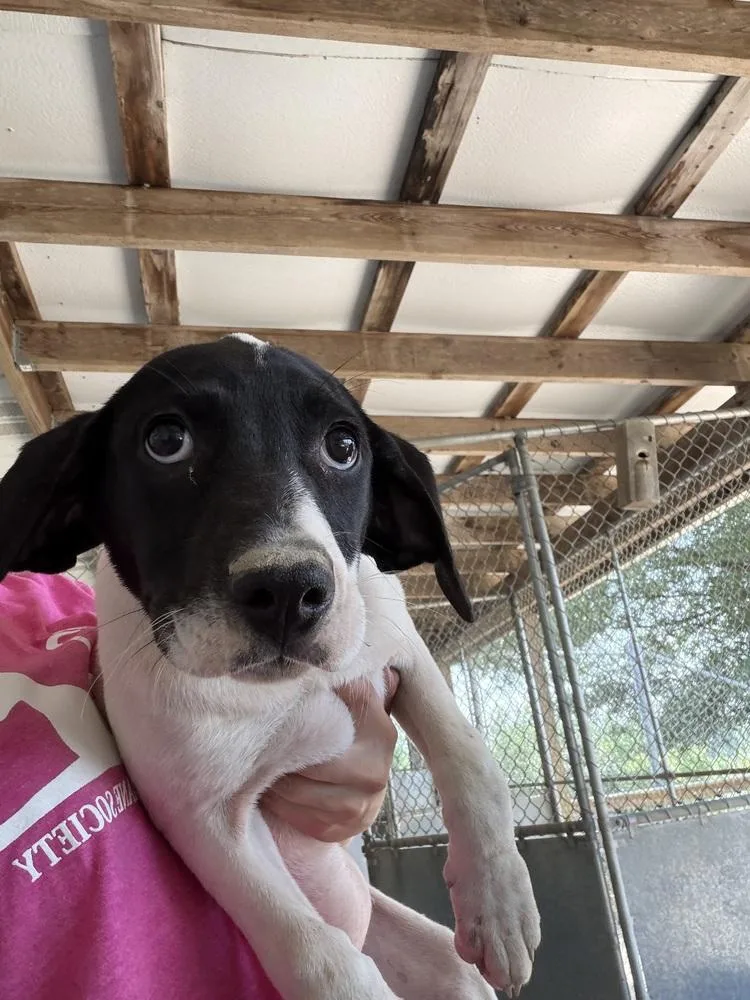 A baby medium-sized female Tricolor (Brown, Black, & White) Hound dog named Margo for adoption in Linton, IN