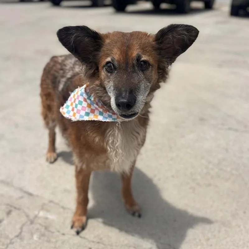 A senior small-sized male Brown / Chocolate Dachshund dog named Bruno for adoption in San Diego, CA