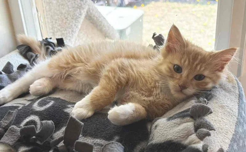 A baby medium-sized male Orange / Red Domestic Medium Hair cat named Hunter for adoption in Sequim, WA