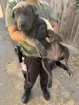 A baby medium-sized female Shar-Pei dog named Vampette for adoption in Fresno, CA