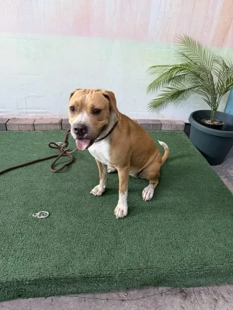 A young medium-sized female Boxer dog named Princess for adoption in Baldwin Park, CA