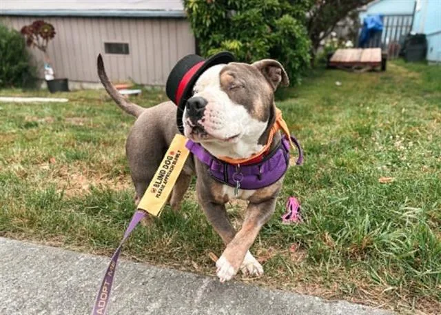 An adult medium-sized male Pit Bull Terrier dog named Ketchup for adoption in McKinleyville, CA