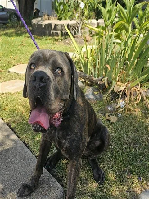 A young extra large-sized male Mastiff dog named Bluto for adoption in Garland, TX