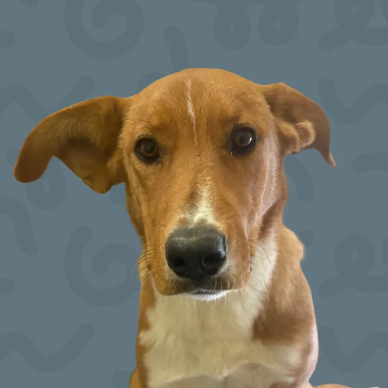 A young medium-sized female Retriever dog named Charm for adoption in Reno, NV