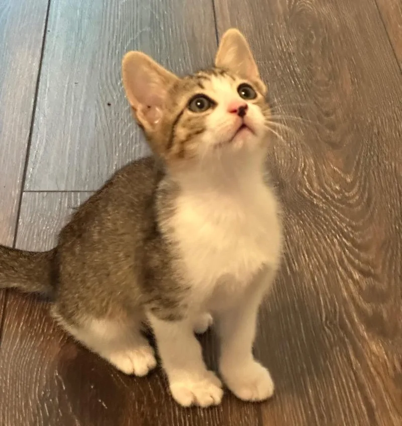 A baby medium-sized male Tabby cat named Tiny Tim for adoption in San Antonio, TX