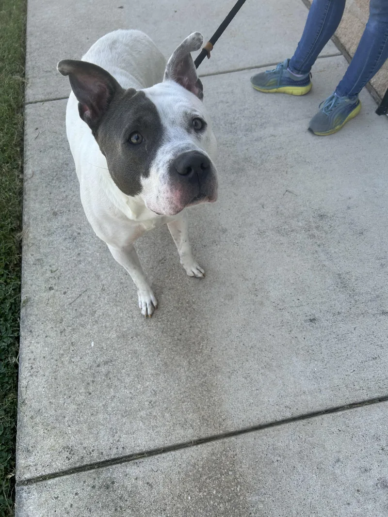 An adult large-sized male White / Cream Mixed Breed dog named Joe Jonas for adoption in Georgetown, TX