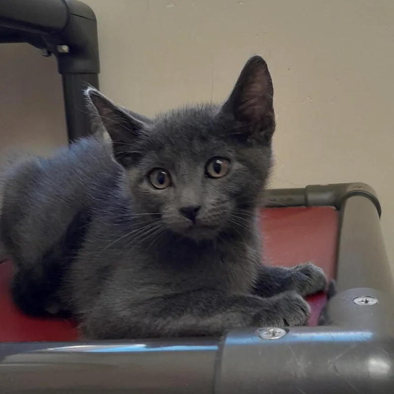 A baby small-sized male Gray / Blue / Silver Domestic Short Hair cat named Blue for adoption in Santa Barbara, CA