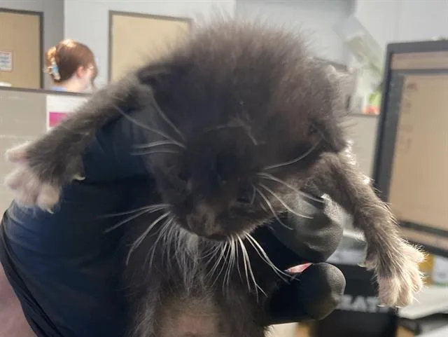 A baby medium-sized male Domestic Short Hair cat named Larry for adoption in Dallas, TX