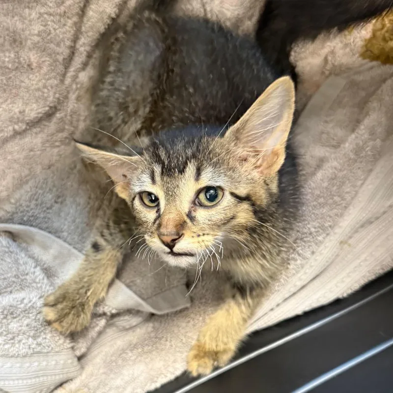 A baby small-sized male Brown / Chocolate Domestic Short Hair cat named Fox for adoption in Council Bluffs, IA