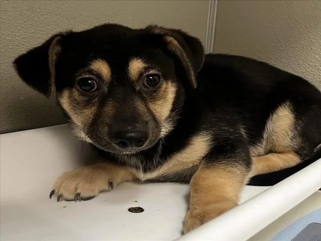 A baby small-sized male Chihuahua dog named Puffin for adoption in Tracy, CA