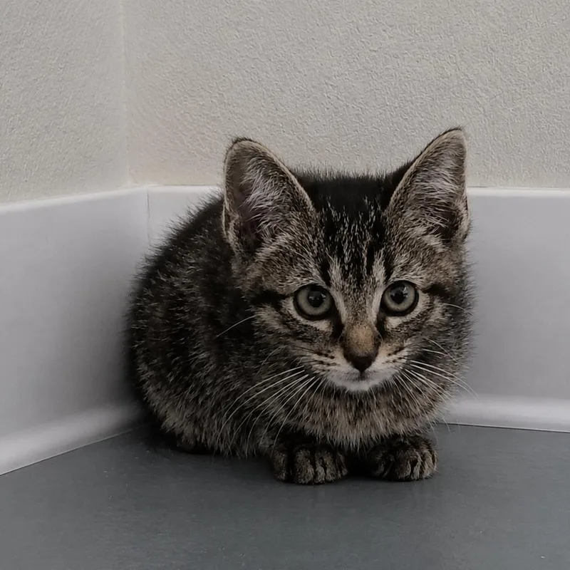 A baby medium-sized male Gray / Blue / Silver Domestic Short Hair cat named Stamos for adoption in Dallas, TX