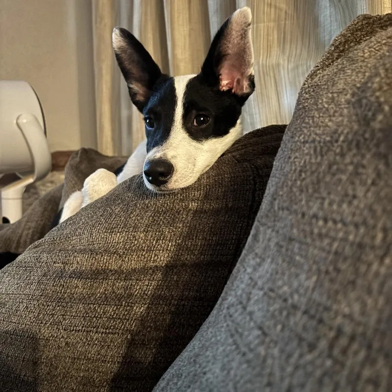 Mochi