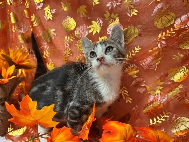A baby small-sized female Domestic Short Hair cat named Caroline for adoption in Fairfield, CA