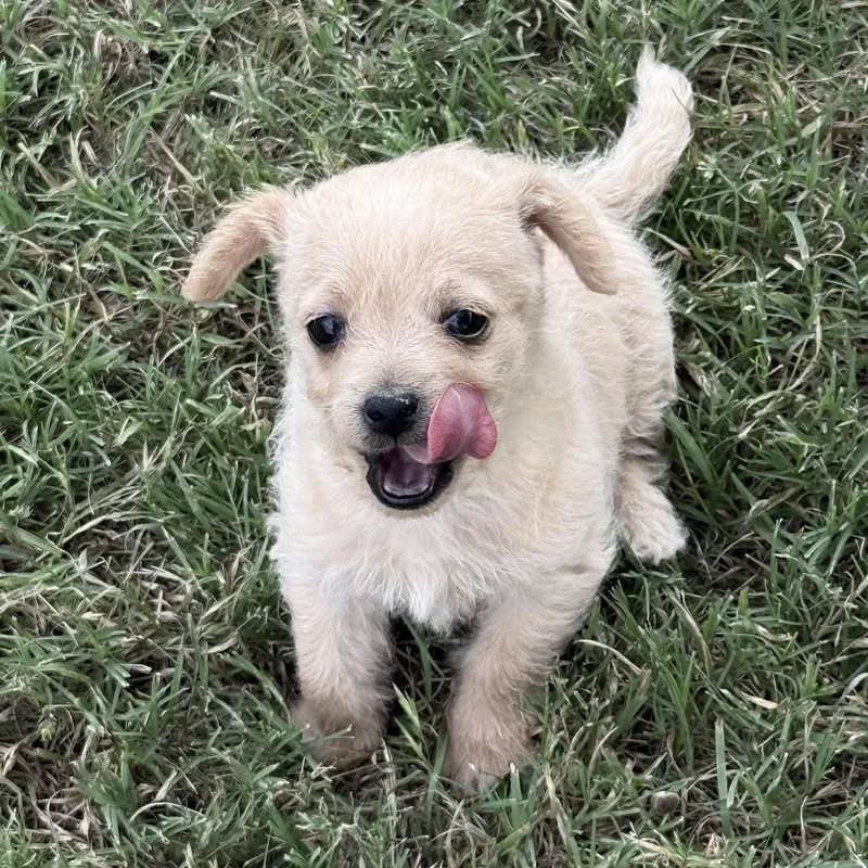 A baby small-sized female White / Cream Chihuahua dog named Pimlico for adoption in Fort Worth, TX