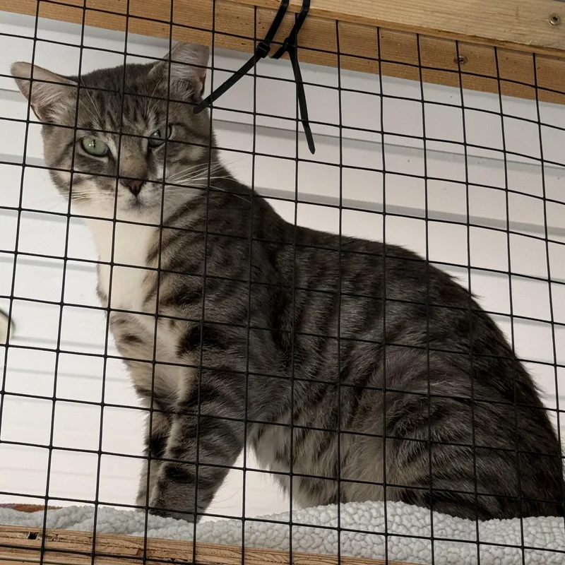 An adult medium-sized male Tabby (Brown / Chocolate) Domestic Short Hair cat named Mr. Calypso for adoption in Butte, MT