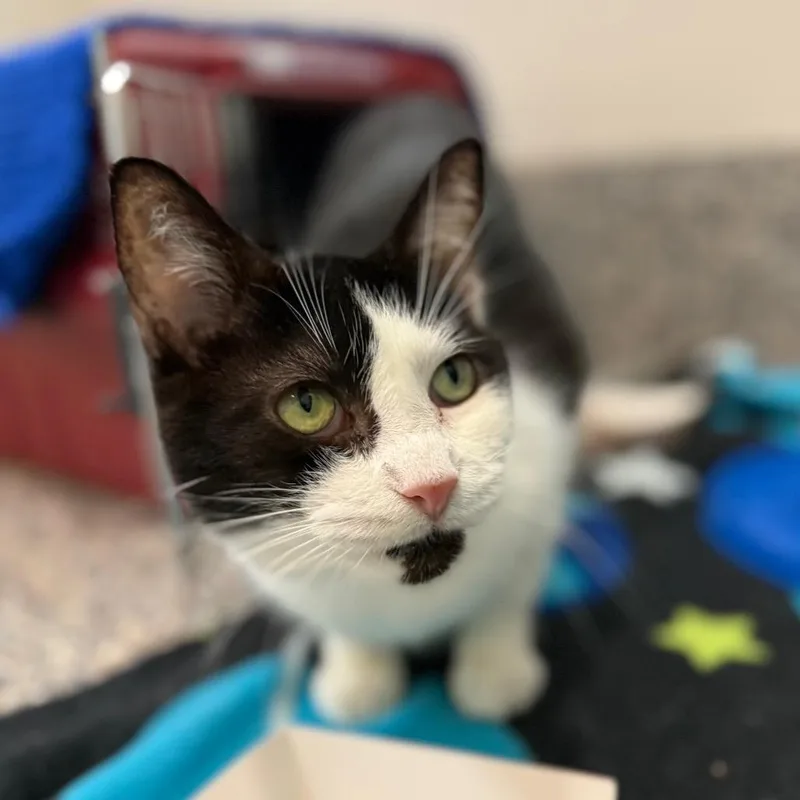 A senior medium-sized female Black Domestic Short Hair cat named Acacia for adoption in Fairport, NY