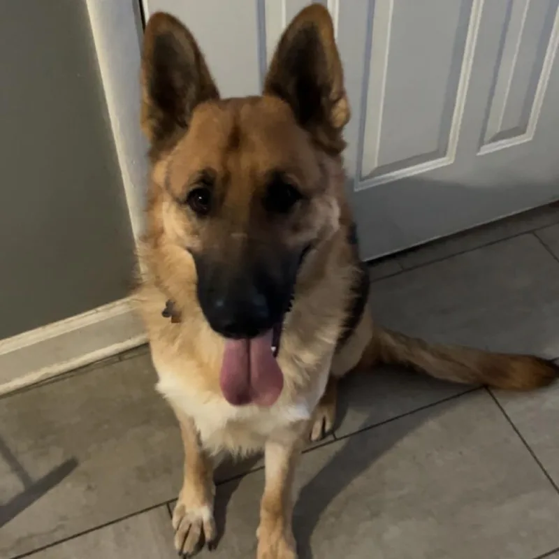 An adult small-sized male Brown / Chocolate German Shepherd Dog dog named Hunter  Home To for adoption in South Elgin, IL