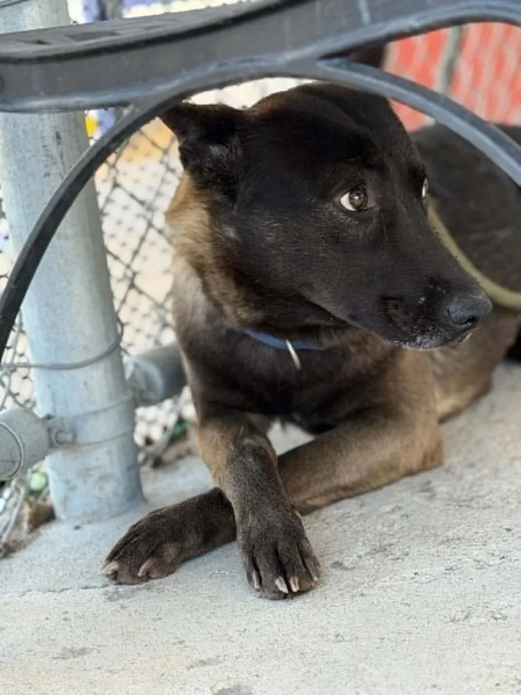 An adult medium-sized female Tricolor (Brown, Black, & White) Belgian Shepherd / Malinois dog named Lady Katz Fka Mary for adoption in Imlay City, MI