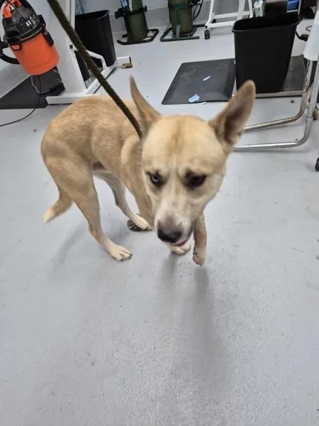 An adult large-sized male Shepherd dog named Vc Chai for adoption in Lawrenceville, GA