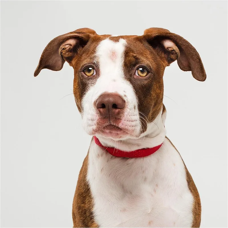 A baby medium-sized female Brown / Chocolate Pit Bull Terrier dog named Adele for adoption in Palm Springs, CA