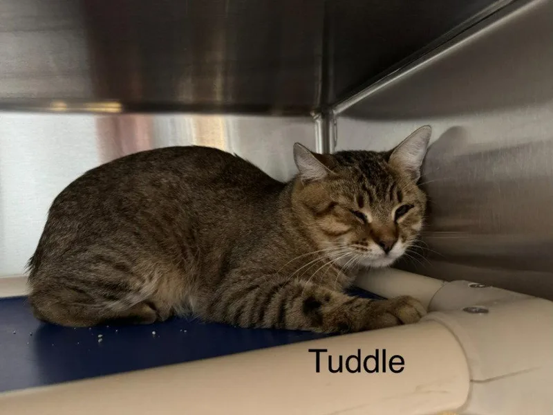 An adult small-sized male Tabby cat named Tuddle for adoption in Saint George, UT