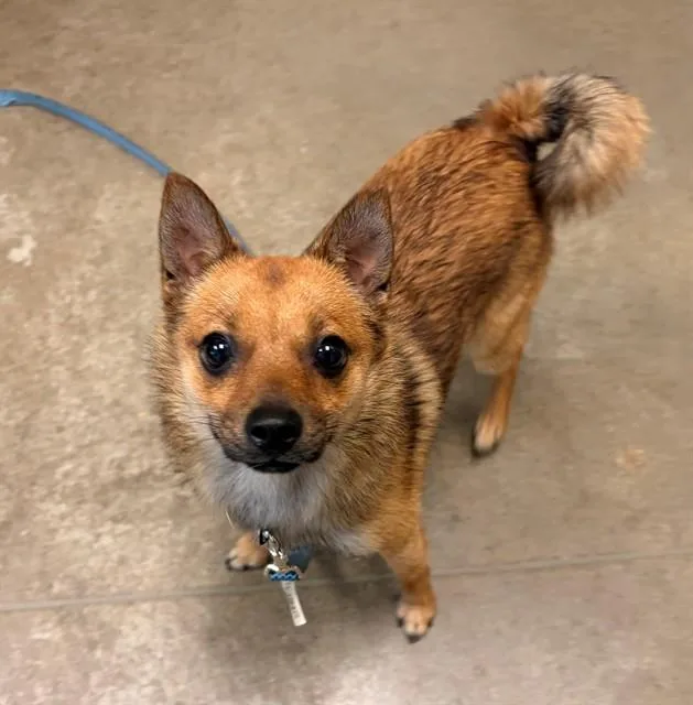 A young medium-sized male Pomeranian dog named Skippy for adoption in Leesburg, VA