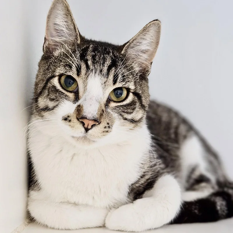 A baby large-sized male Brown / Chocolate Domestic Short Hair cat named Shitake for adoption in Oakland, CA