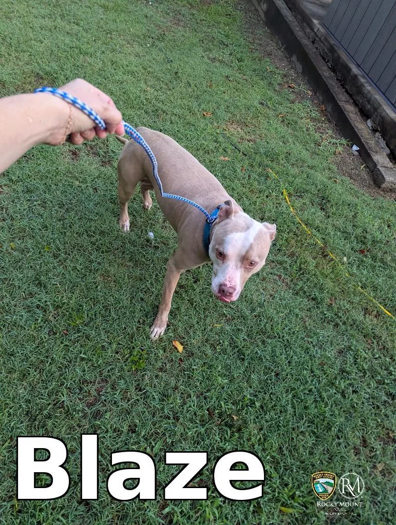 A young large-sized male Bullmastiff dog named Blaze for adoption in Rocky Mount, NC