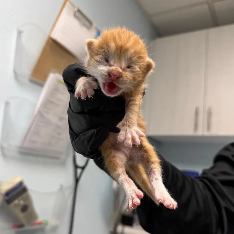A baby small-sized male Orange / Red Domestic Medium Hair cat named Reign for adoption in Riverside, CA