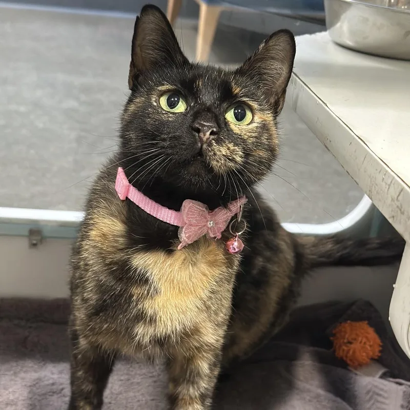An adult medium-sized female Tortoiseshell Domestic Short Hair cat named Major League for adoption in Chicago, IL