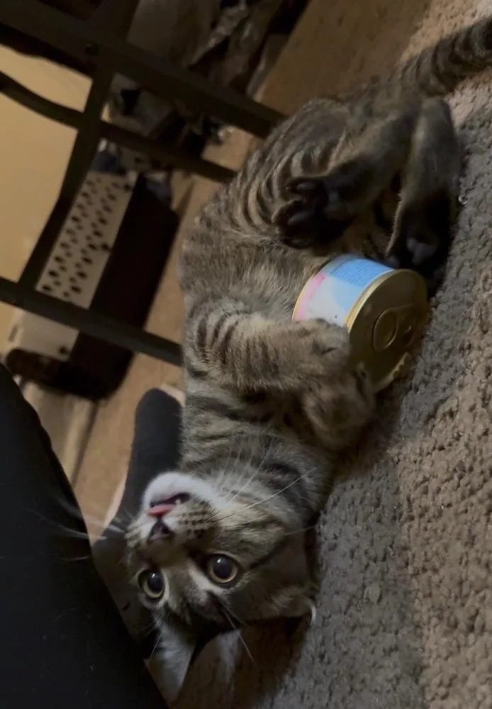 A baby small-sized male Brown / Chocolate Tabby cat named BenyDryl for adoption in Dallas, TX