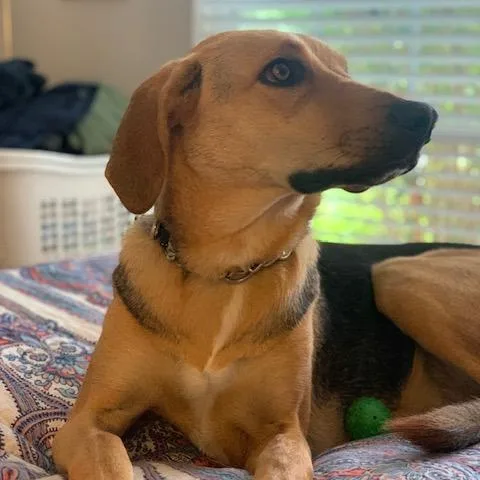 An adult large-sized female Yellow / Tan / Blond / Fawn German Shepherd Dog dog named NY Bella for adoption in Stormville, NY