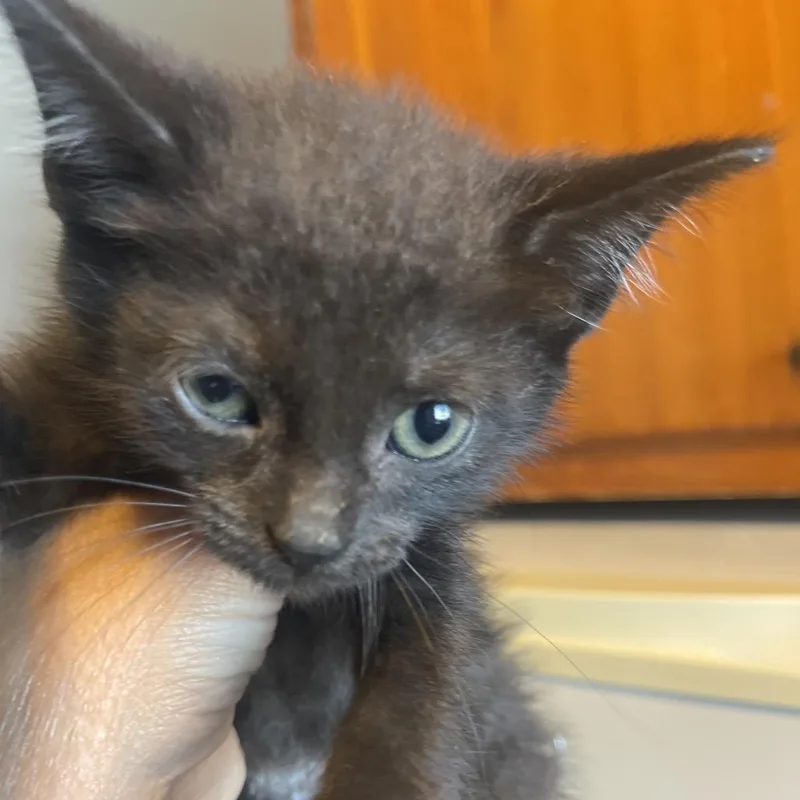 A baby small-sized female Black Domestic Short Hair cat named Winifred for adoption in Marion, IL