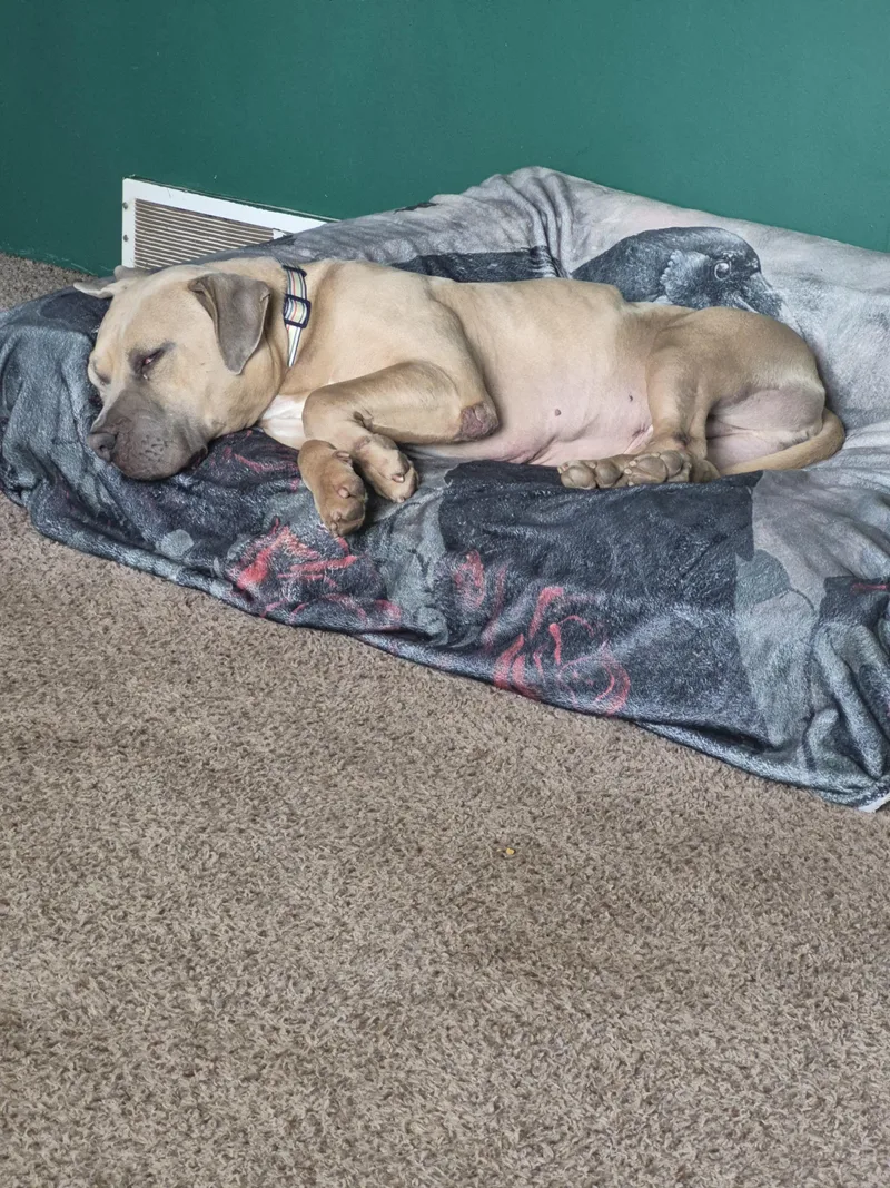 An adult large-sized male American Bulldog dog named Maximus for adoption in Colorado Springs, CO