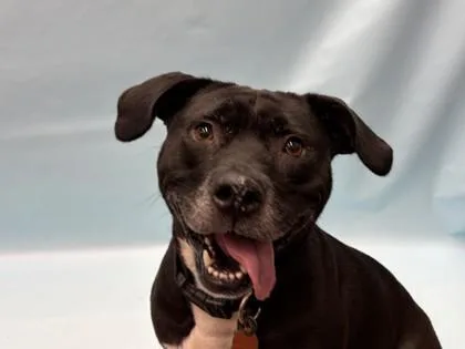 An adult medium-sized female Labrador Retriever dog named Daphne for adoption in Golden Valley, MN