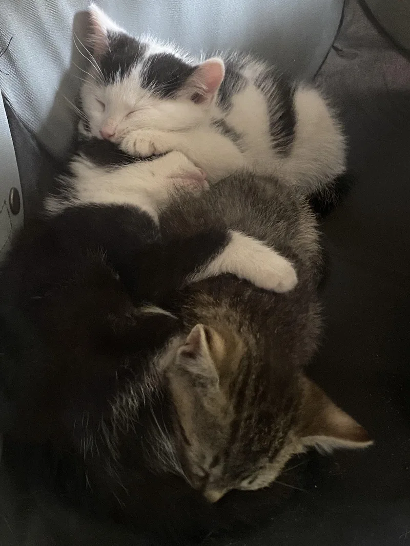 A baby medium-sized male Tabby (Gray / Blue / Silver) Domestic Short Hair cat named Scout for adoption in Philadelphia, PA