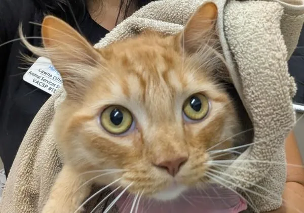 An adult small-sized male Domestic Long Hair cat named Charizard for adoption in El Cajon, CA