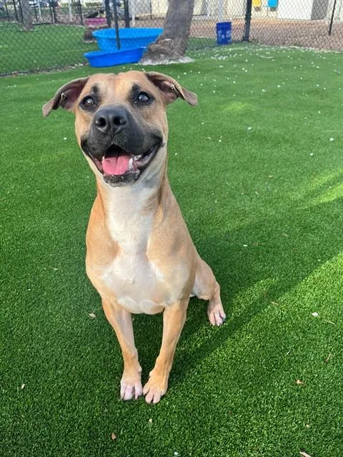 An adult medium-sized male Mixed Breed dog named Theo for adoption in Jacksonville, FL