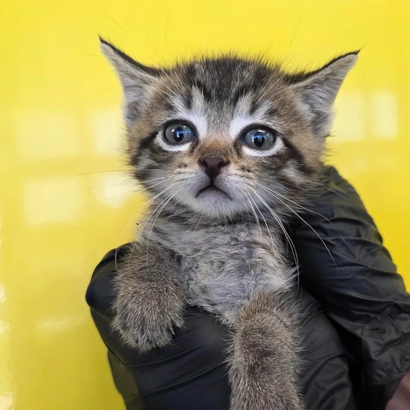 A baby small-sized female Gray / Blue / Silver Domestic Short Hair cat named Babbling Brook for adoption in Abilene, TX
