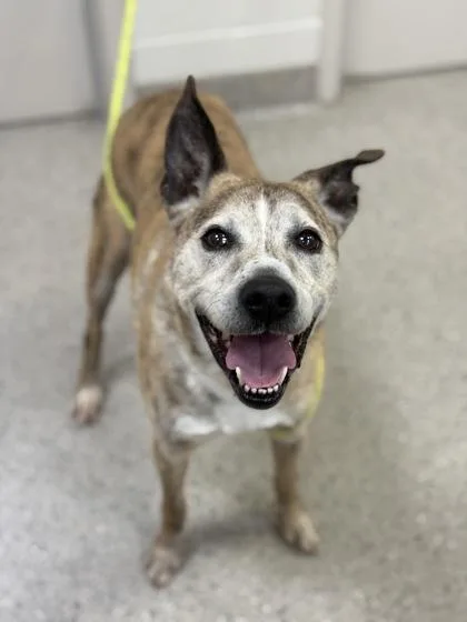 A senior large-sized male Boxer dog named Link for adoption in Fishers, IN