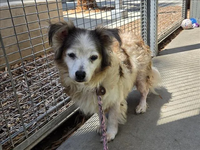 A senior small-sized male Maltese dog named Taco for adoption in San Pedro, CA