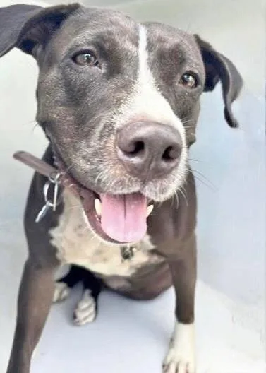 An adult large-sized female Pit Bull Terrier dog named Belly for adoption in Houston, TX