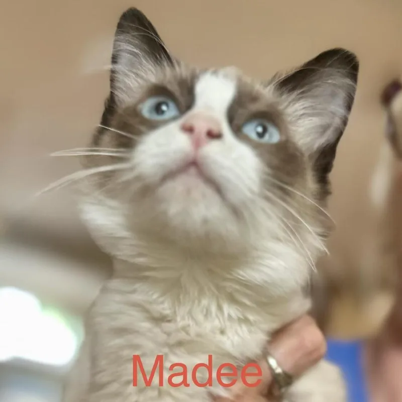 A baby small-sized female Cream / Ivory Domestic Short Hair cat named Madee for adoption in Prosper, TX