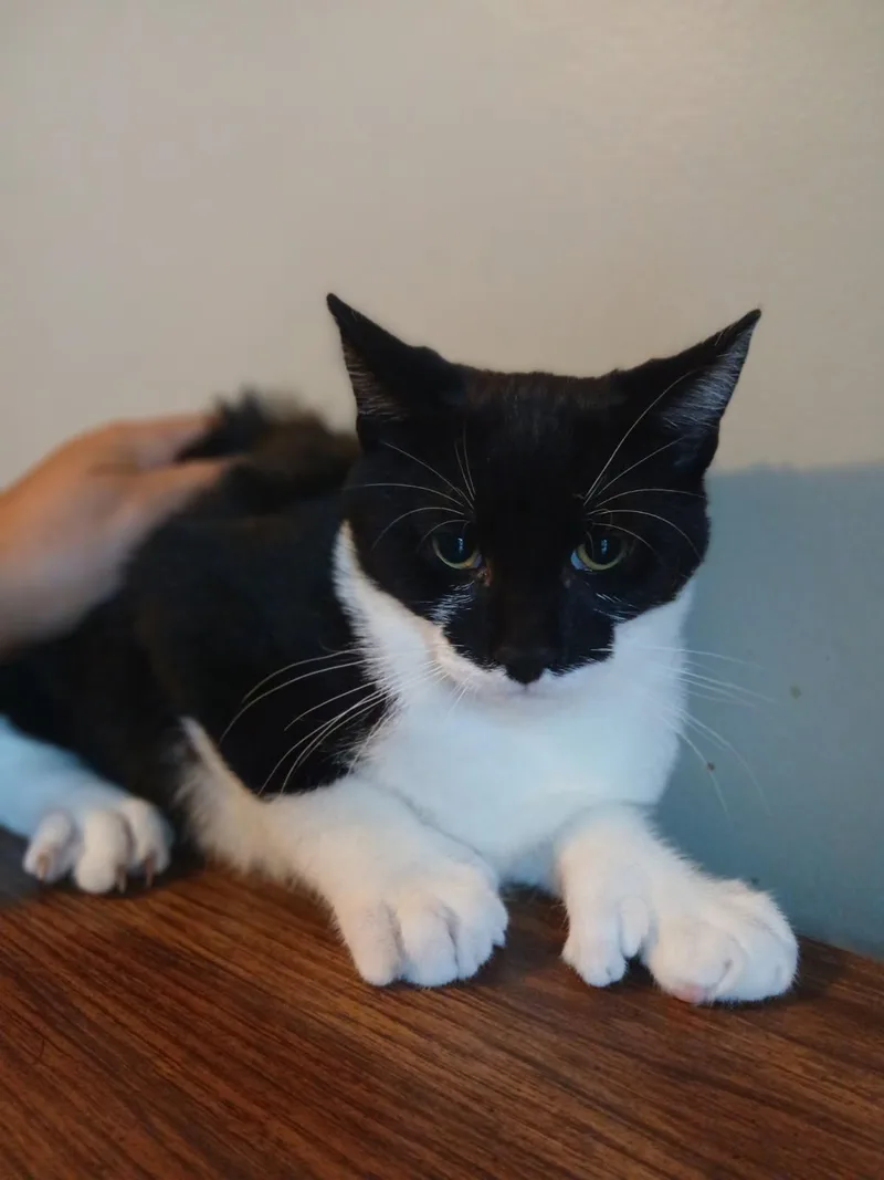 A baby medium-sized male Tuxedo cat named Charlie for adoption in Honeoye, NY