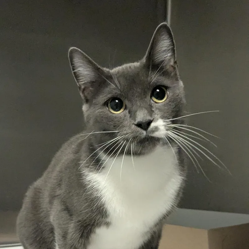 An adult medium-sized female Domestic Short Hair cat named Mimsy for adoption in Hendersonville, NC