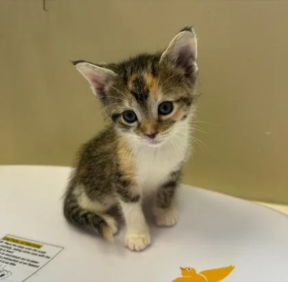 A baby small-sized female Domestic Short Hair cat named Plum for adoption in Fishers, IN
