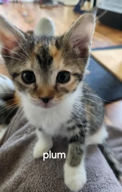 Plum thumbnail 2