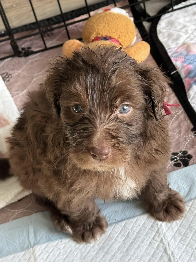 A baby medium-sized male Standard Poodle dog named Schnapps for adoption in Windsor, CO