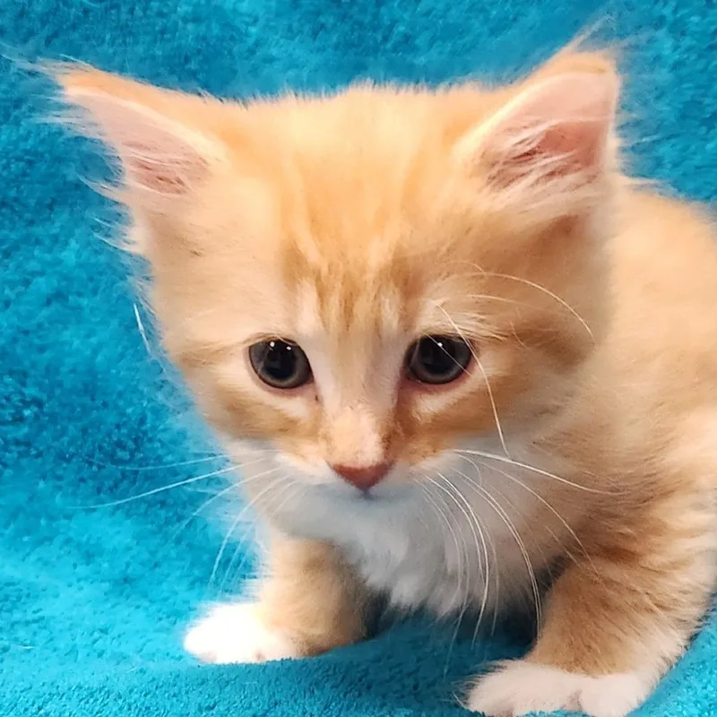 A baby small-sized female Orange / Red Domestic Long Hair cat named Francesca for adoption in Brighton, MO