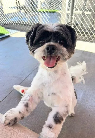 An adult small-sized male Shih Tzu dog named Shane for adoption in Gardena, CA